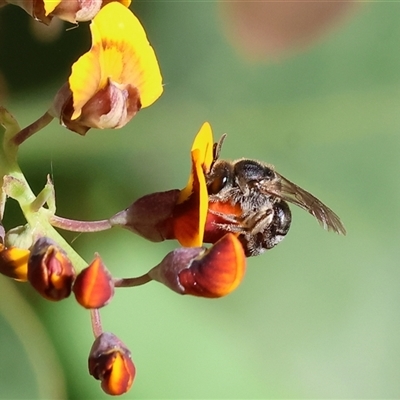 Unidentified Bee (Hymenoptera, Apiformes) at Wodonga, VIC - 27 Oct 2024 by KylieWaldon