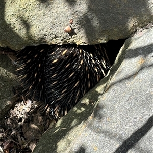 Tachyglossus aculeatus at Wanniassa, ACT - suppressed