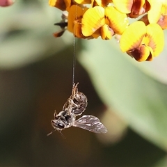 Unidentified Bee (Hymenoptera, Apiformes) at Wodonga, VIC - 27 Oct 2024 by KylieWaldon