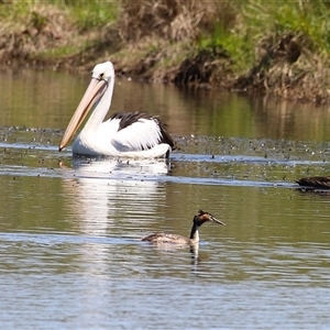 Pelecanus conspicillatus at Dunlop, ACT - 29 Oct 2024