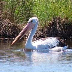 Pelecanus conspicillatus at Dunlop, ACT - 29 Oct 2024