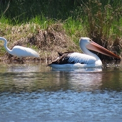 Pelecanus conspicillatus at Dunlop, ACT - 29 Oct 2024