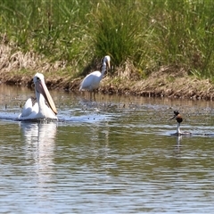 Pelecanus conspicillatus at Dunlop, ACT - 29 Oct 2024