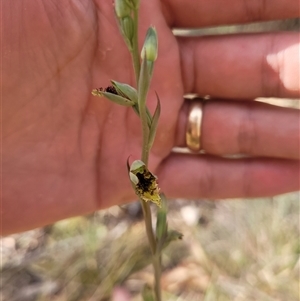 Calochilus saprophyticus at Kambah, ACT - suppressed