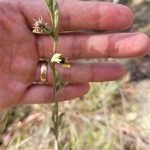 Calochilus saprophyticus at Kambah, ACT - suppressed