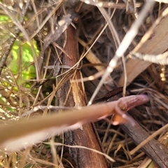 Calochilus saprophyticus at Kambah, ACT - suppressed