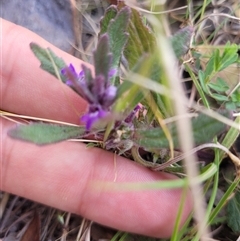Ajuga australis at Kambah, ACT - 29 Oct 2024 05:00 PM