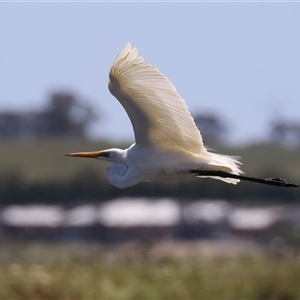 Ardea alba at Dunlop, ACT - 29 Oct 2024 12:28 PM