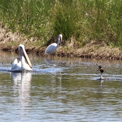 Ardea alba at Dunlop, ACT - 29 Oct 2024 12:28 PM