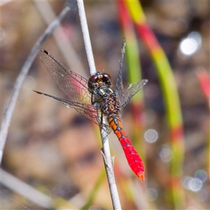 Nannophya dalei at Rossi, NSW - 29 Oct 2024