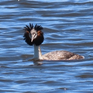 Podiceps cristatus at Dunlop, ACT - 29 Oct 2024 12:22 PM