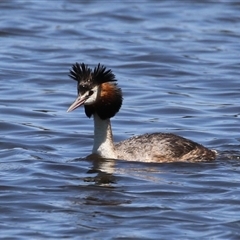 Podiceps cristatus at Dunlop, ACT - 29 Oct 2024 12:22 PM