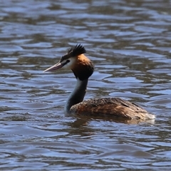 Podiceps cristatus at Dunlop, ACT - 29 Oct 2024