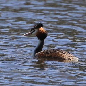 Podiceps cristatus at Dunlop, ACT - 29 Oct 2024 12:22 PM