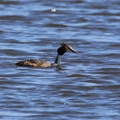 Podiceps cristatus at Dunlop, ACT - 29 Oct 2024 12:22 PM