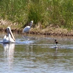 Podiceps cristatus at Dunlop, ACT - 29 Oct 2024 12:22 PM