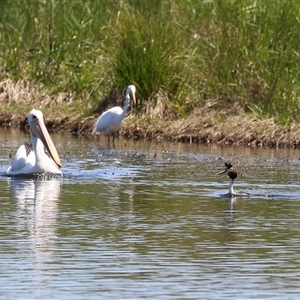 Podiceps cristatus at Dunlop, ACT - 29 Oct 2024