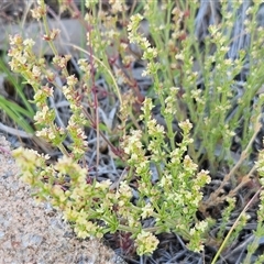 Galium gaudichaudii subsp. gaudichaudii (Rough Bedstraw) at Weetangera, ACT - 28 Oct 2024 by sangio7