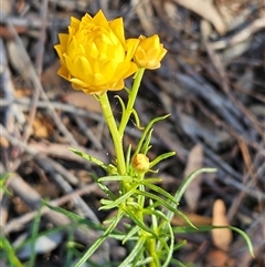 Xerochrysum viscosum (Sticky Everlasting) at Weetangera, ACT - 28 Oct 2024 by sangio7