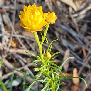 Xerochrysum viscosum at Weetangera, ACT - 29 Oct 2024 08:16 AM