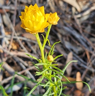 Xerochrysum viscosum (Sticky Everlasting) at Weetangera, ACT - 29 Oct 2024 by sangio7