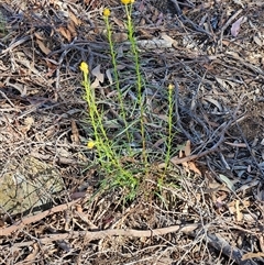 Xerochrysum viscosum at Weetangera, ACT - 29 Oct 2024