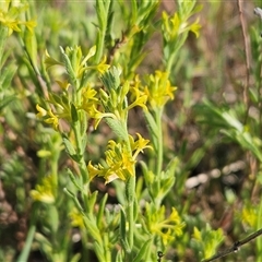 Pimelea curviflora (Curved Rice-flower) at Weetangera, ACT - 28 Oct 2024 by sangio7