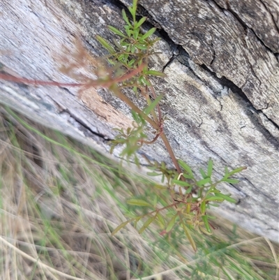 Clematis leptophylla (Small-leaf Clematis, Old Man's Beard) at Kambah, ACT - 29 Oct 2024 by AlexSantiago