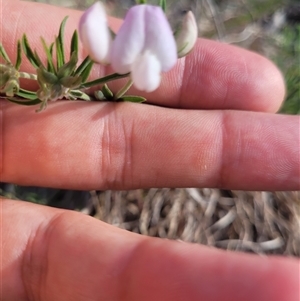 Lotus australis at Kambah, ACT - 29 Oct 2024 05:19 PM