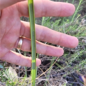 Dianella revoluta var. revoluta at Kambah, ACT - 29 Oct 2024 04:54 PM