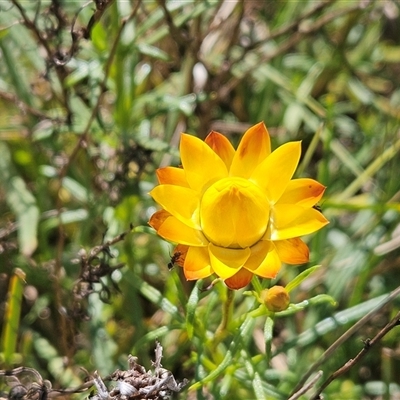 Xerochrysum viscosum (Sticky Everlasting) at Weetangera, ACT - 28 Oct 2024 by sangio7