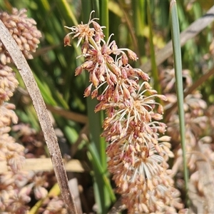 Lomandra multiflora at Weetangera, ACT - 29 Oct 2024