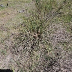 Lomandra multiflora at Weetangera, ACT - 29 Oct 2024