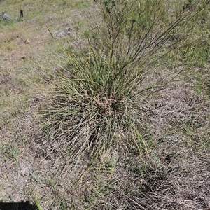 Lomandra multiflora at Weetangera, ACT - 29 Oct 2024 11:03 AM