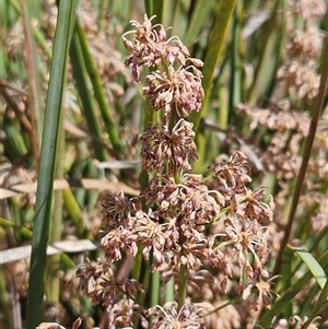 Lomandra multiflora at Weetangera, ACT - 29 Oct 2024