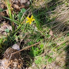 Ranunculus scapiger at Uriarra Village, ACT - 30 Oct 2024 by BethanyDunne