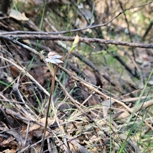 Caladenia alpina at Uriarra Village, ACT - suppressed