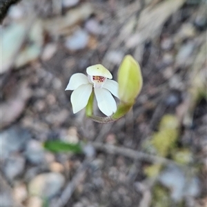 Caladenia alpina at Uriarra Village, ACT - suppressed