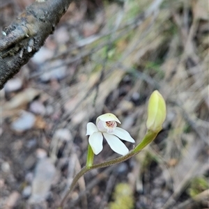 Caladenia alpina at Uriarra Village, ACT - suppressed