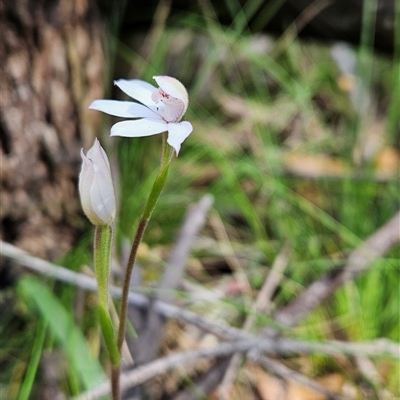 Caladenia alpina (Mountain Caps) at Uriarra Village, ACT - 29 Oct 2024 by BethanyDunne