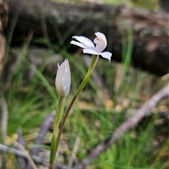 Caladenia alpina at Uriarra Village, ACT - suppressed