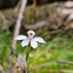 Caladenia alpina at Uriarra Village, ACT - suppressed