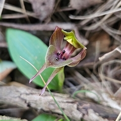 Chiloglottis valida (Large Bird Orchid) at Uriarra Village, ACT - 30 Oct 2024 by BethanyDunne