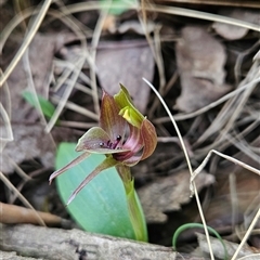 Chiloglottis valida at Uriarra Village, ACT - suppressed