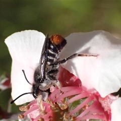 Megachile ferox (Resin bee) at Murrumbateman, NSW - 30 Oct 2024 by SimoneC