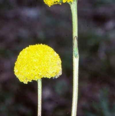 Craspedia canens (Grey Billy Buttons) at Rendezvous Creek, ACT - 22 Nov 1960 by CSIRO_ALA