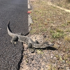 Varanus rosenbergi (Heath or Rosenberg's Monitor) at Rendezvous Creek, ACT - 29 Oct 2024 by JoshuaHilli