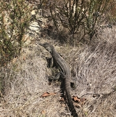 Varanus rosenbergi at Rendezvous Creek, ACT - suppressed