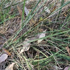 Dianella revoluta at Goulburn, NSW - 30 Oct 2024 04:34 PM