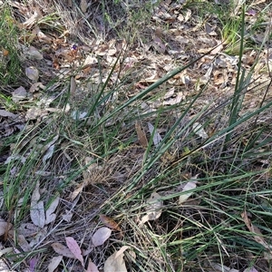 Dianella revoluta at Goulburn, NSW - 30 Oct 2024 04:34 PM